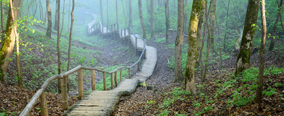 Forest Stairway